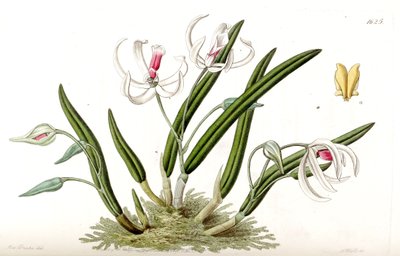 Leptotes bicolor by Miss Drake